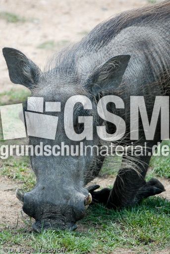 Warzenschwein (5 von 26).jpg